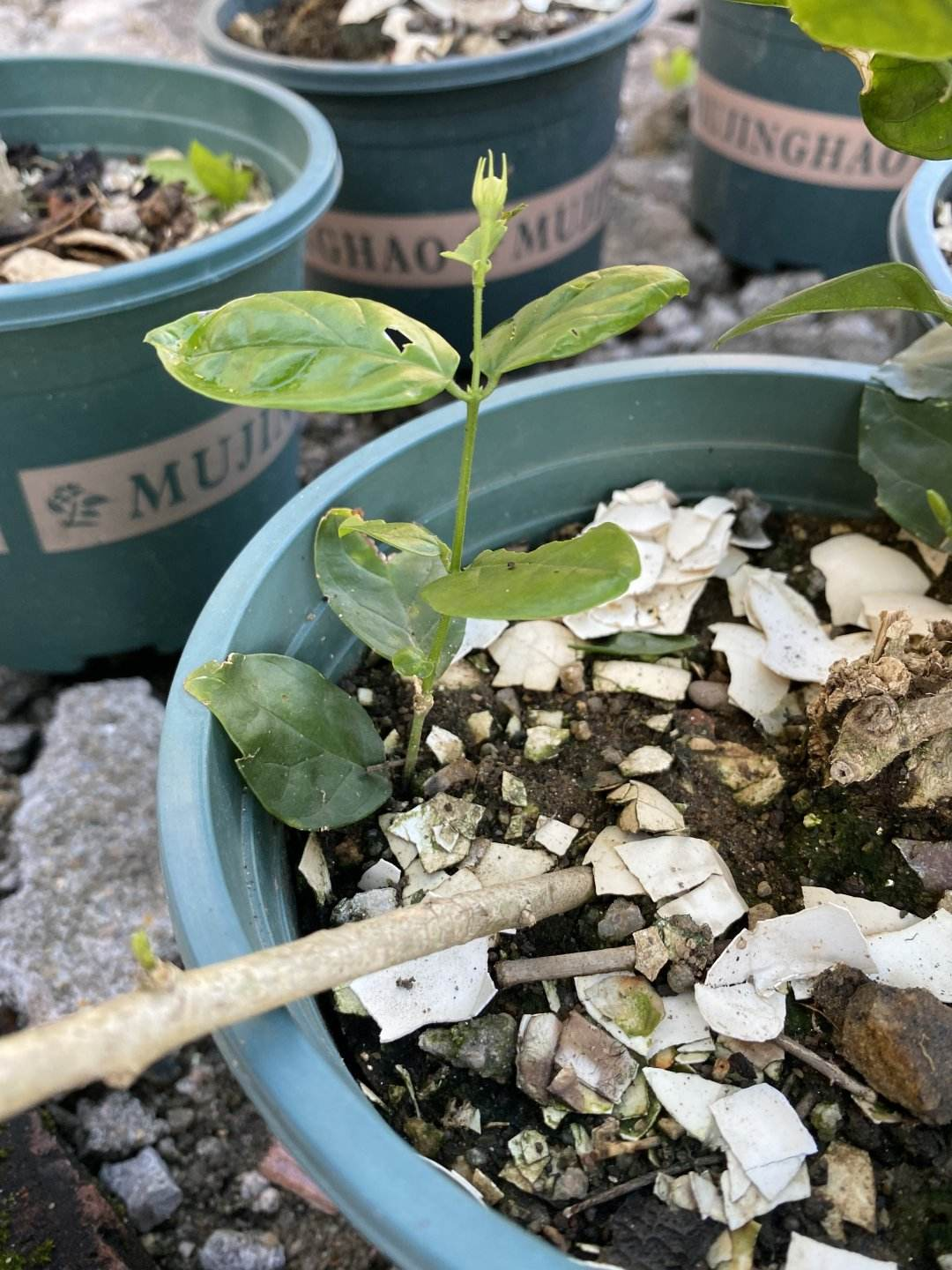 茉莉花冬天怎么养（冬天茉莉花养护技巧分享）(图6)