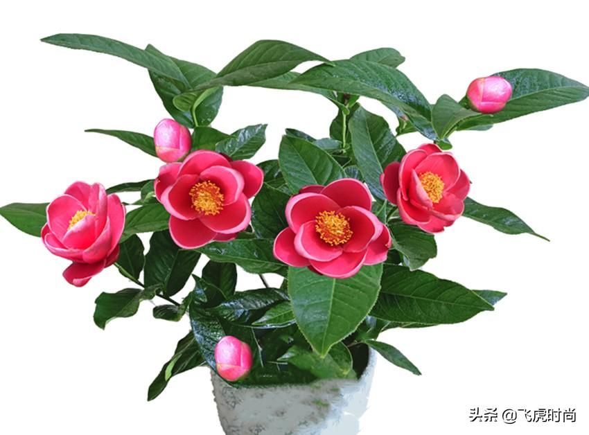 四季茶花中哪个品种最好养（最漂亮的四季茶花品种排名）(图5)