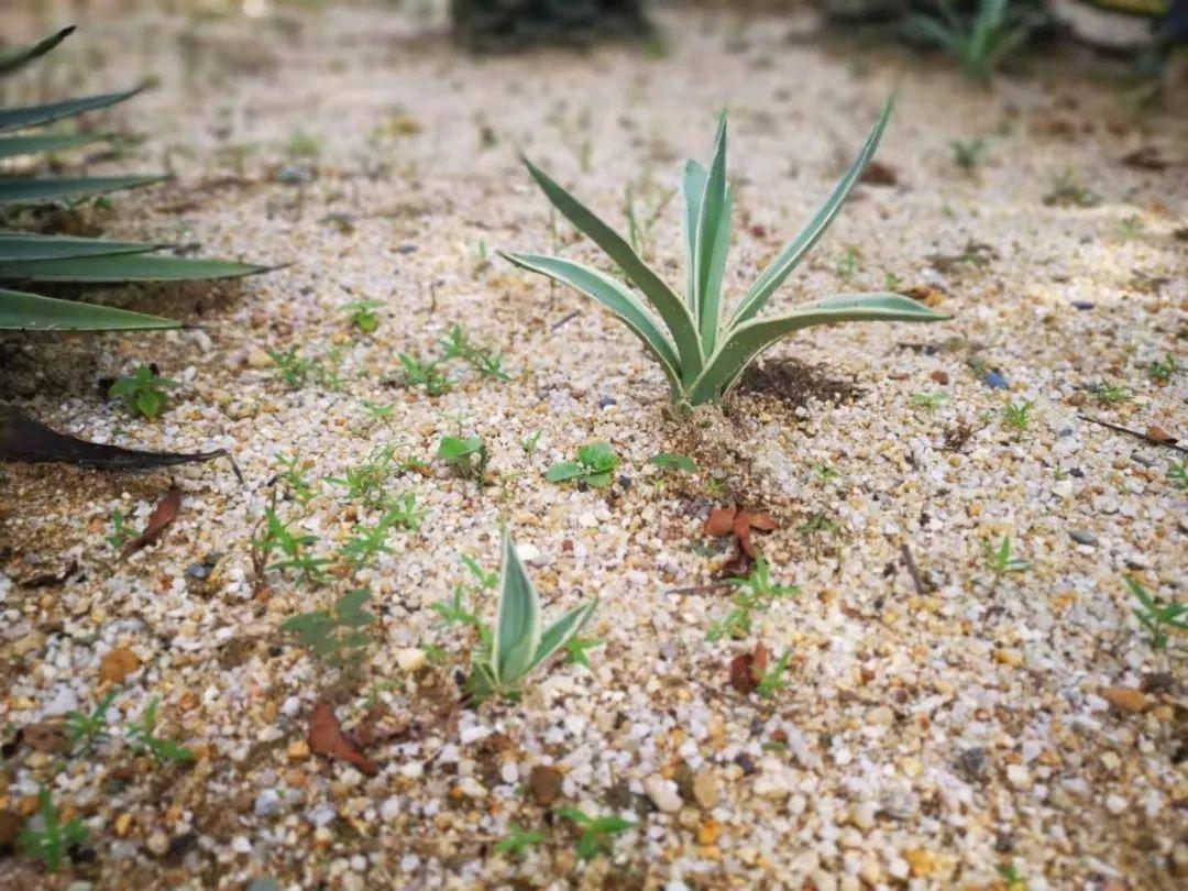 龙舌兰花语是什么（浅谈龙舌兰的寓意和象征）(图4)