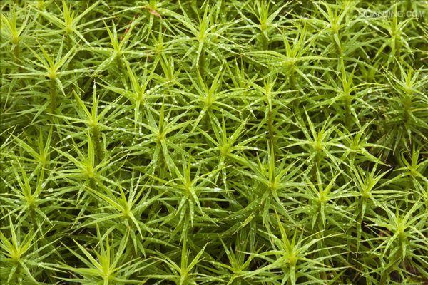 苔藓植物有哪些,常见的10种苔藓植物 第20张