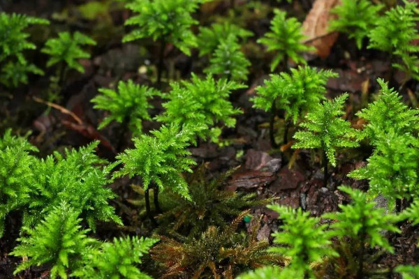 苔藓植物有哪些,常见的10种苔藓植物 第10张