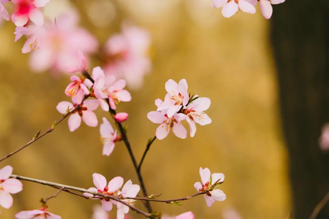 关于桃花的诗词有哪些（桃花相关的诗句）