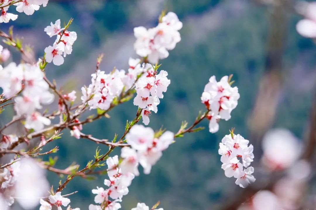 关于桃花的诗词有哪些（桃花相关的诗句）