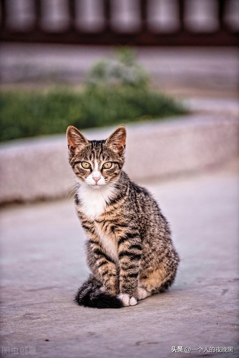 宠物猫的品种及价格（盘点十大新手最好养的猫）