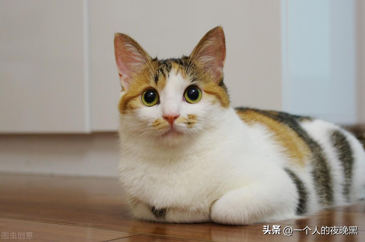 宠物猫的品种及价格（盘点十大新手最好养的猫）