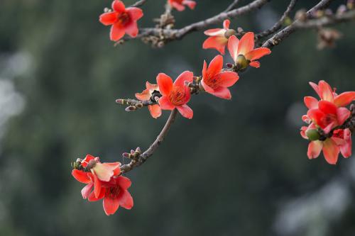 各国国花，有些没见过，涨姿势了！哪个最好看，你来当裁判