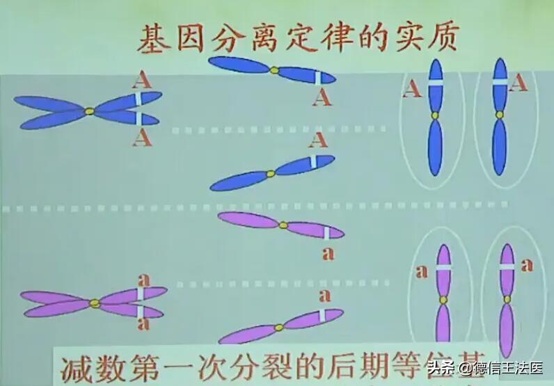 等位基因是什么意思（等位基因含义及特性介绍）