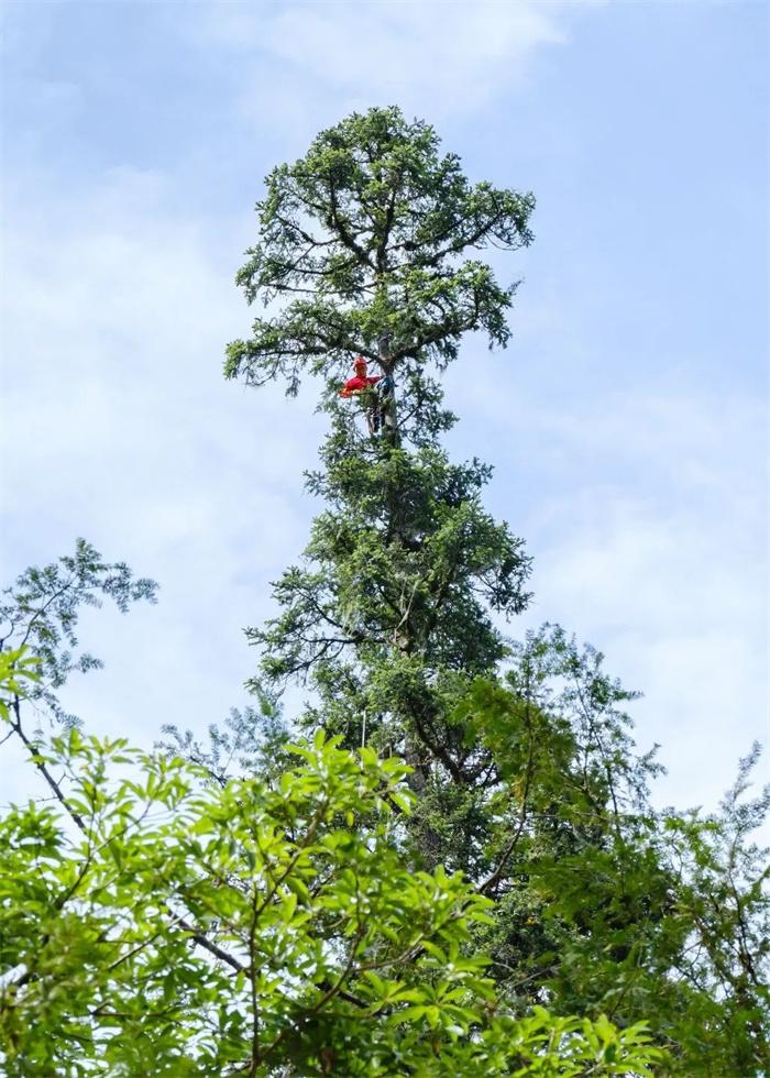 「中国最高树木83.4米 」中国第一巨树首次亮相