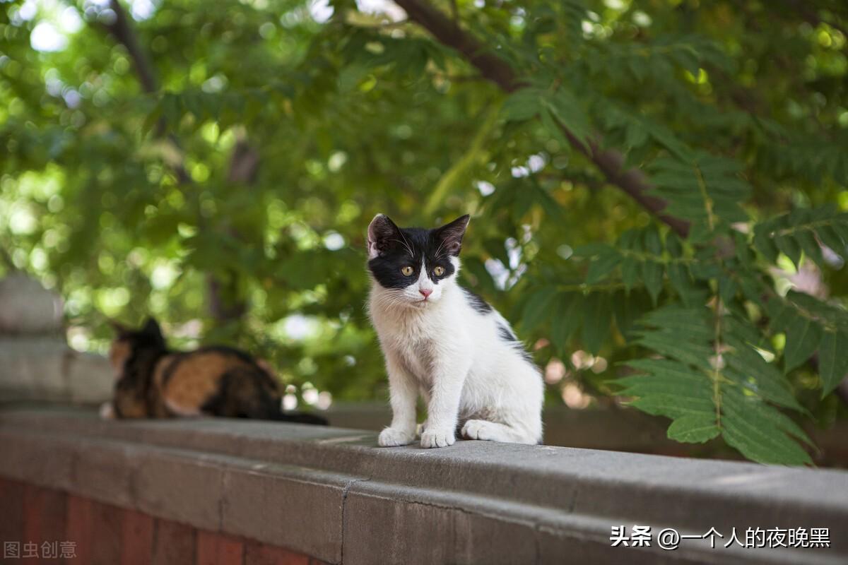 宠物猫的品种及价格（盘点十大新手最好养的猫）