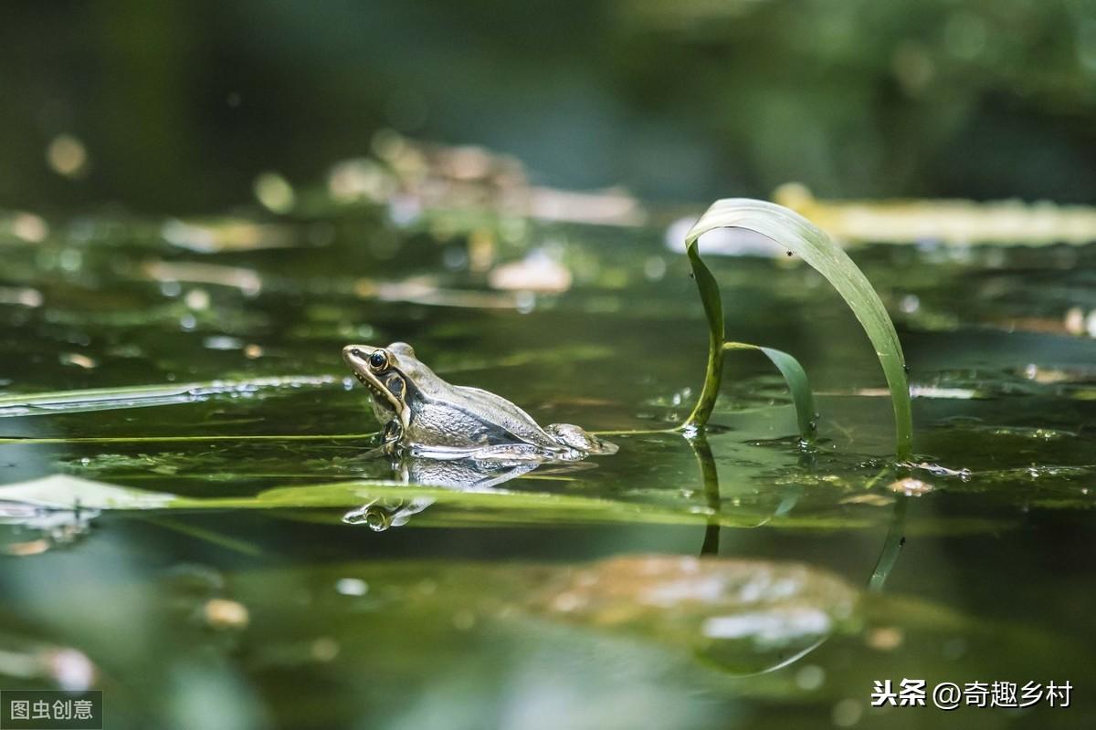 温水煮青蛙比喻什么（温水煮青蛙喻义及典故介绍）