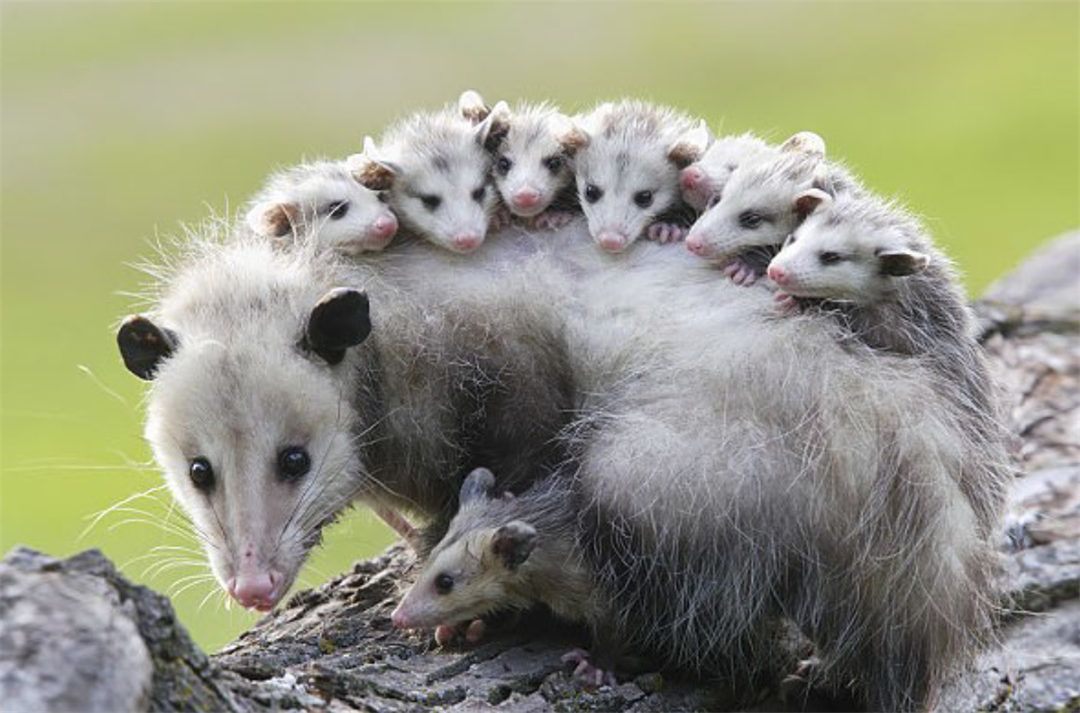 负鼠是什么动物（负鼠——世界上最有母爱的动物）