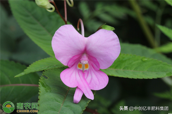 凤仙花怎么传播种子（凤仙花的传播与养护讲解）