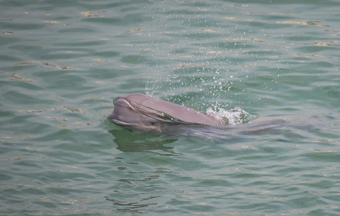 「鄱阳湖水位持续回升」鄱阳湖为何如此干旱？