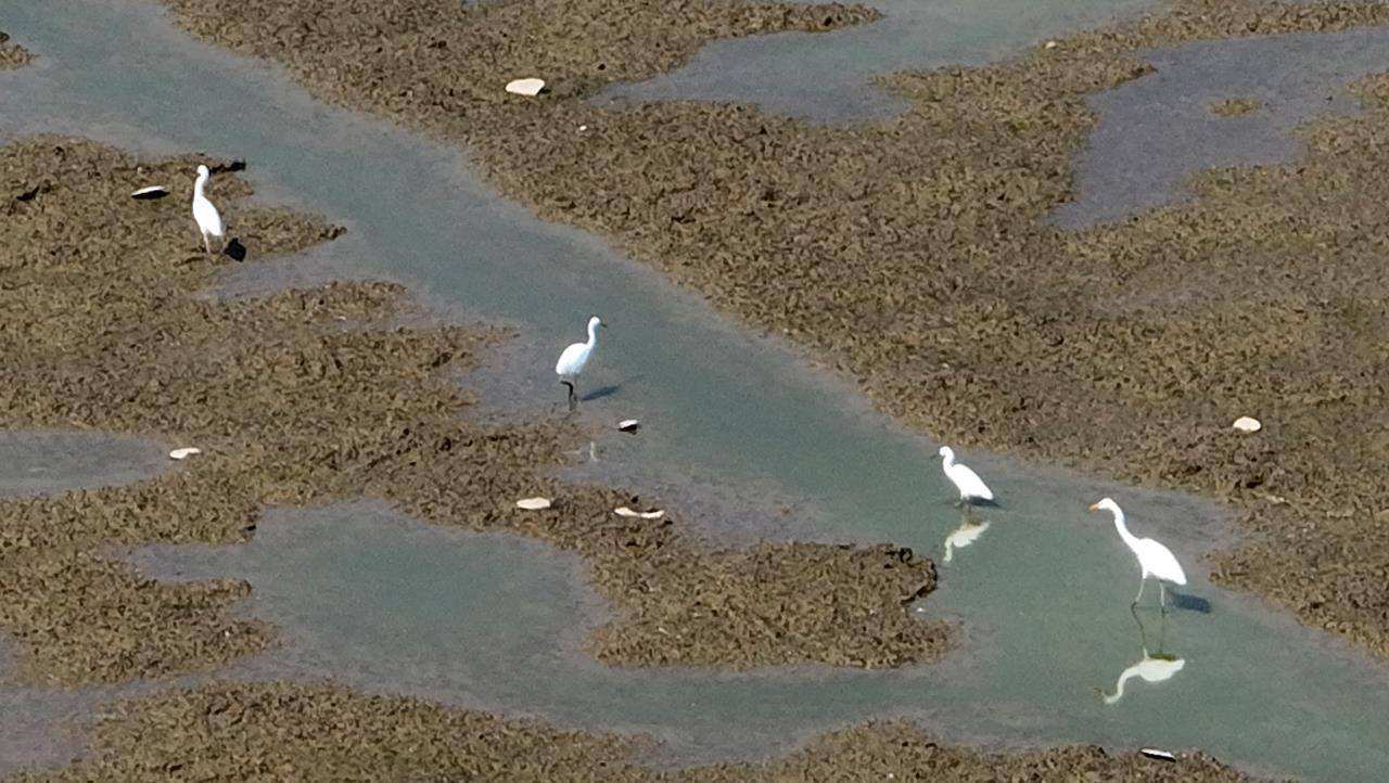 「鄱阳湖水位持续回升」鄱阳湖为何如此干旱？